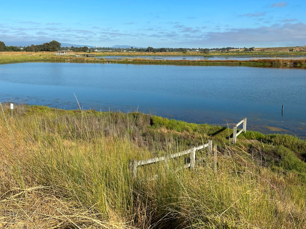 Discover the Serenity of Great Baylands Lake in San Jose