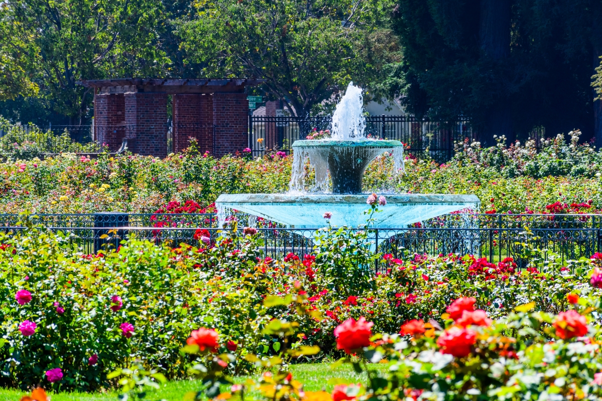 Stop and Smell the Roses: A Visit to San Jose’s Municipal Rose Garden